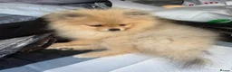 Pomeranian dogs for sale: Beautiful Pomeranian boy looking for a loving home in Newmarket - Advert 6