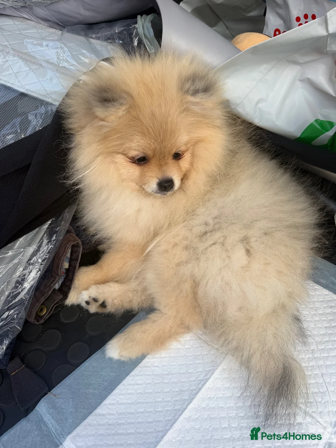 Pomeranian dogs for sale: Beautiful Pomeranian boy looking for a loving home in Newmarket - Advert 6