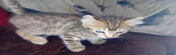 Bengal cats for sale: BengalX Ragdoll, American curl kittens - Advert 5