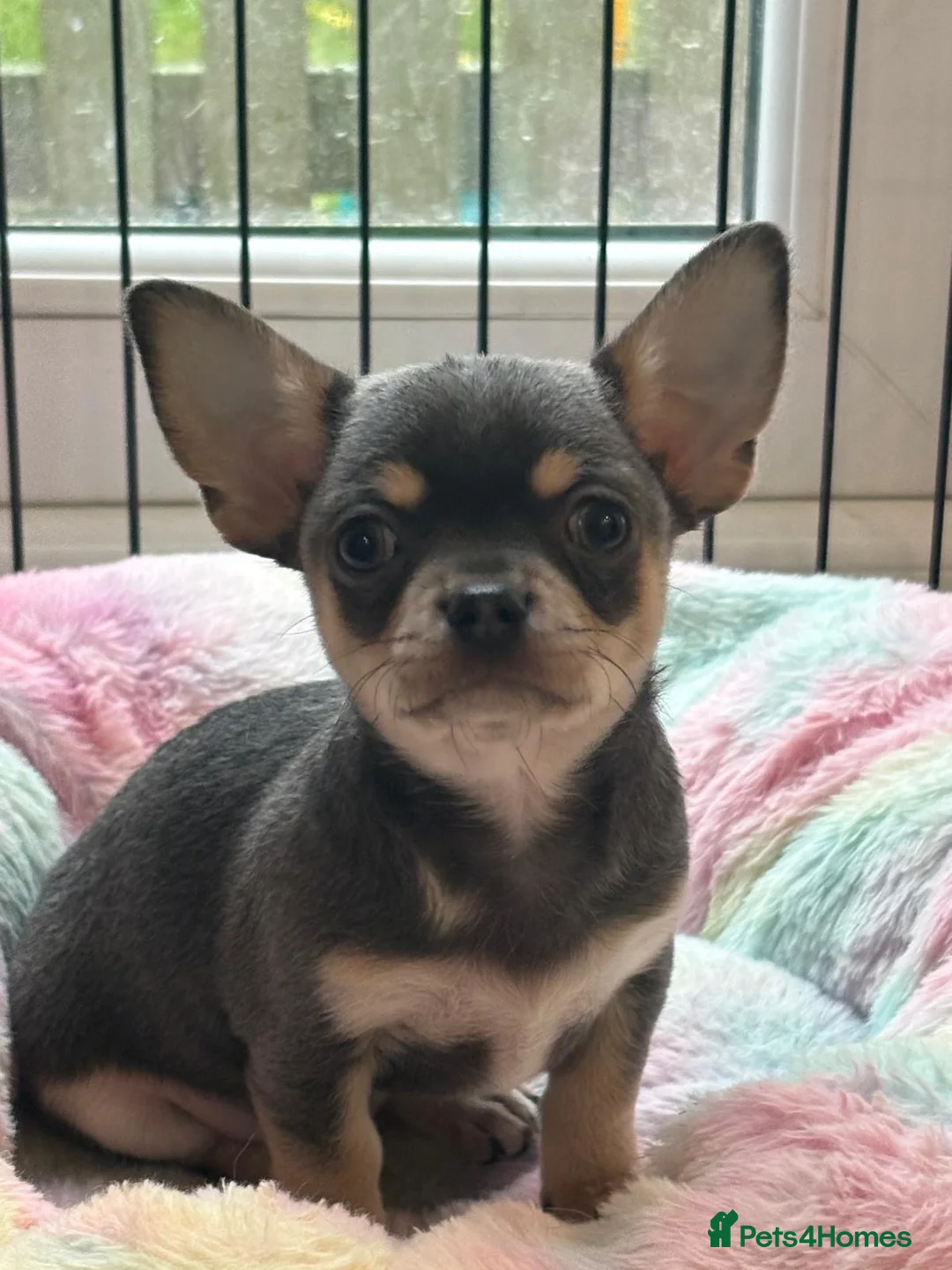 Chihuahua dogs for sale: 🤩🤩🤩All RESERVED 🤩🤩🤩 - Advert 1