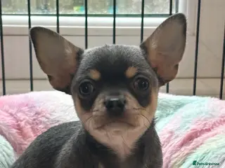 Chihuahua dogs ❤️ born 25/12/25❤️ LAST LITTLE CHAP READY 13/03/26 - Advert 6