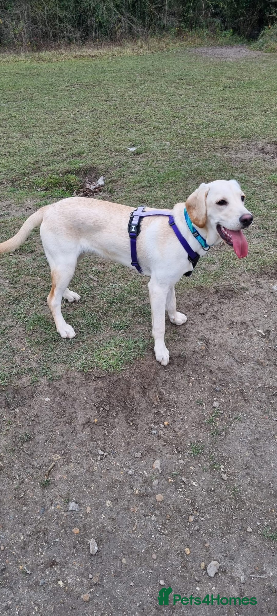 Labrador Retriever dogs for sale: Labrador female puppy 8 months old  - Advert 2