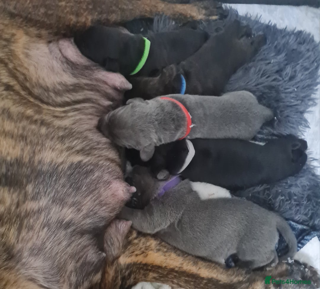 Mixed Breed dogs for sale: Presa canario - Advert 28