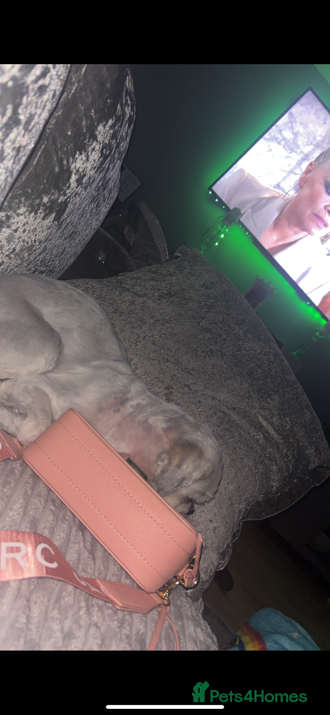 Shih Tzu dogs for sale: White imperial shih tzu - Advert 3