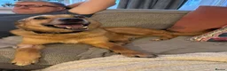 Mixed Breed dogs for adoption: Blue for adoption in London - Advert 1