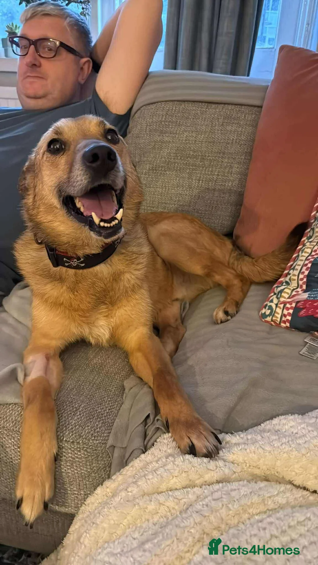 Mixed Breed dogs for adoption: Blue for adoption in London - Advert 1