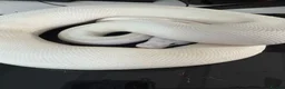 Python Snake reptiles for sale: Ball pythons for sale.  - Advert 7