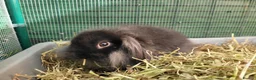 Mini Lop rabbits for sale: Beautiful Mini Lion Lop - READY TO LEAVE - Advert 21