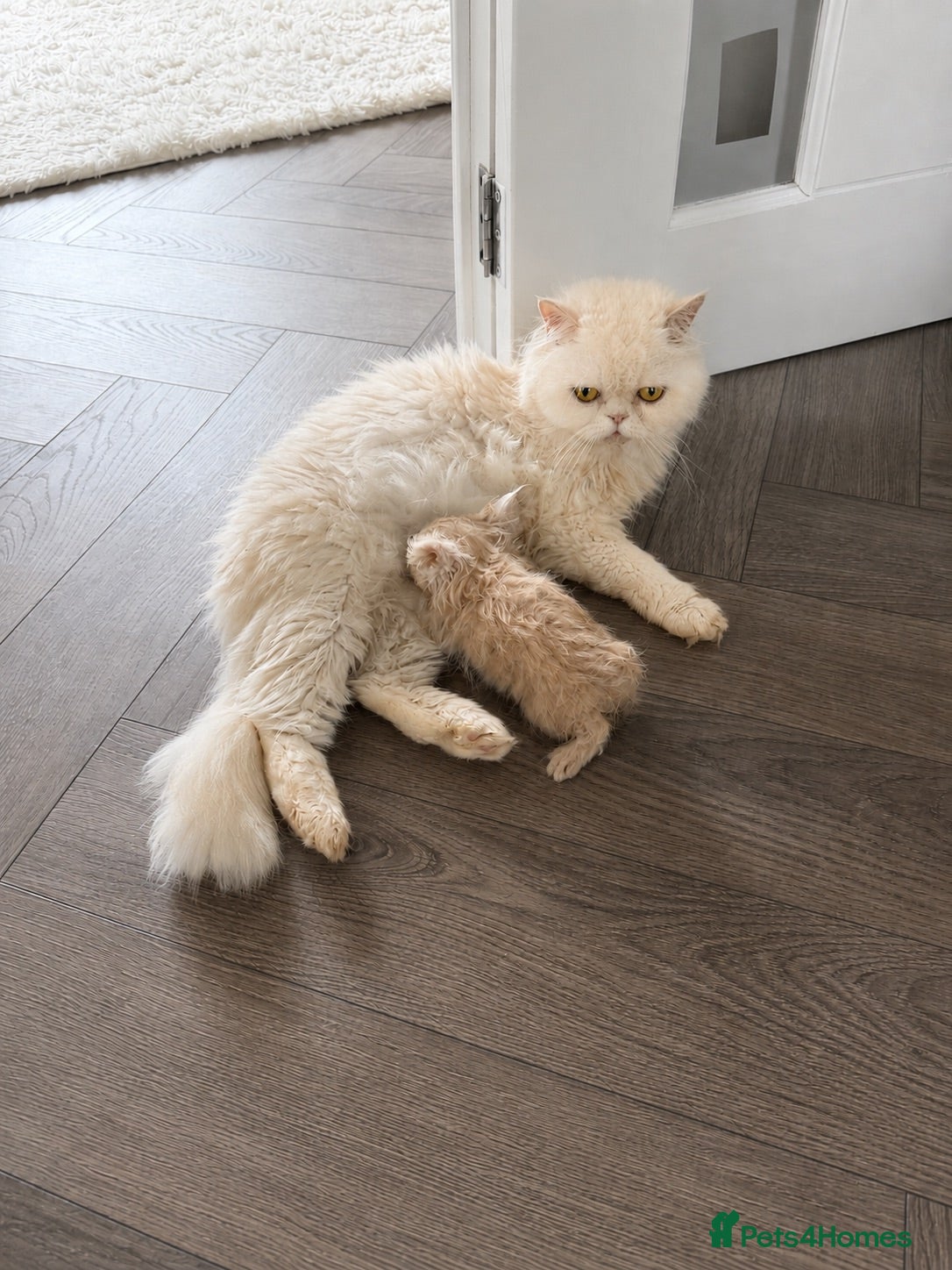 Persian cats Persian kittens  - Advert 2