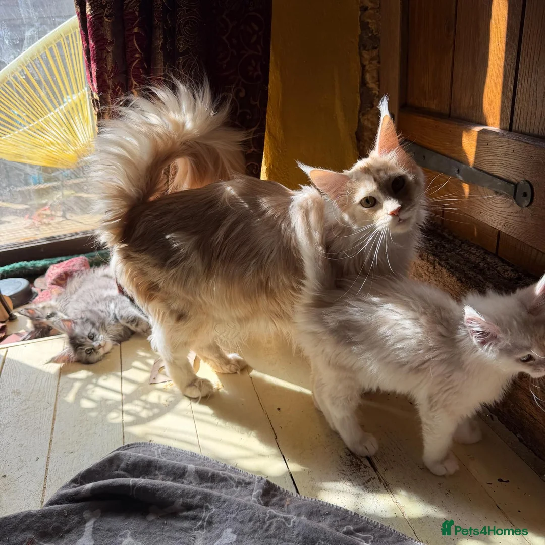 Maine Coon cats for sale: Maine Coon kittens, pure bred, TICA registered - Advert 6