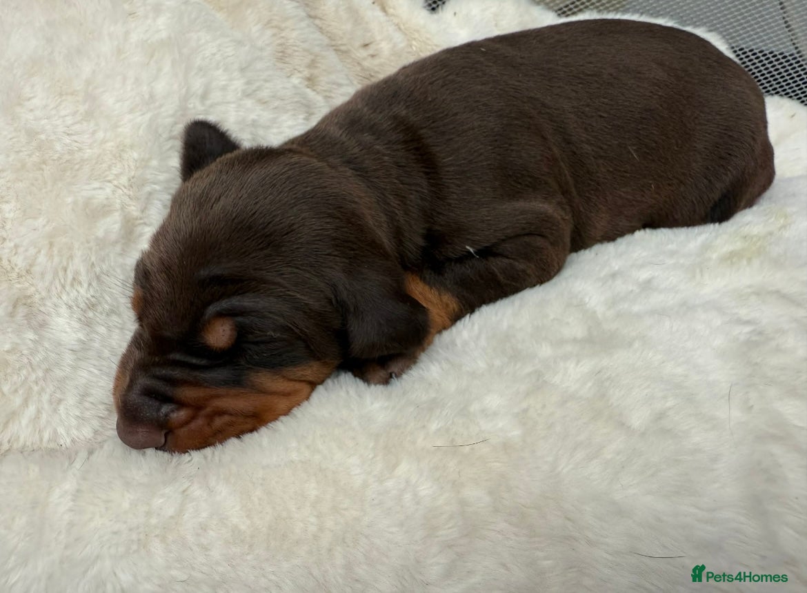 Dobermann dogs Top quality Doberman puppies  - Advert 6