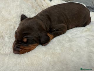 Dobermann dogs Top quality Doberman puppies - Advert 4