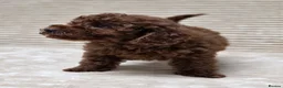 Toy Poodle dogs for sale:  Red Toy Poodle Puppies – Asian Teddy Bear Type in Motherwell - Advert 33