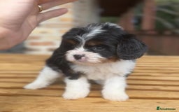 Cavapoo dogs for sale: Beautiful purebred Cavapoo Puppies - Image 3