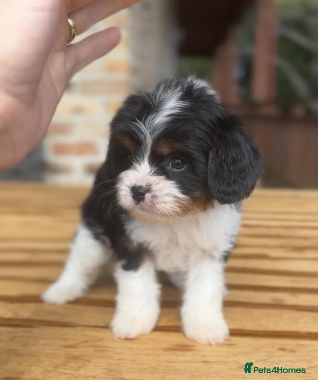 Cavapoo dogs for sale: Beautiful purebred Cavapoo Puppies - Image 3