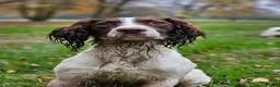 English Springer Spaniel dogs for stud: English Springer Spaniel Stud in Derby - Advert 20