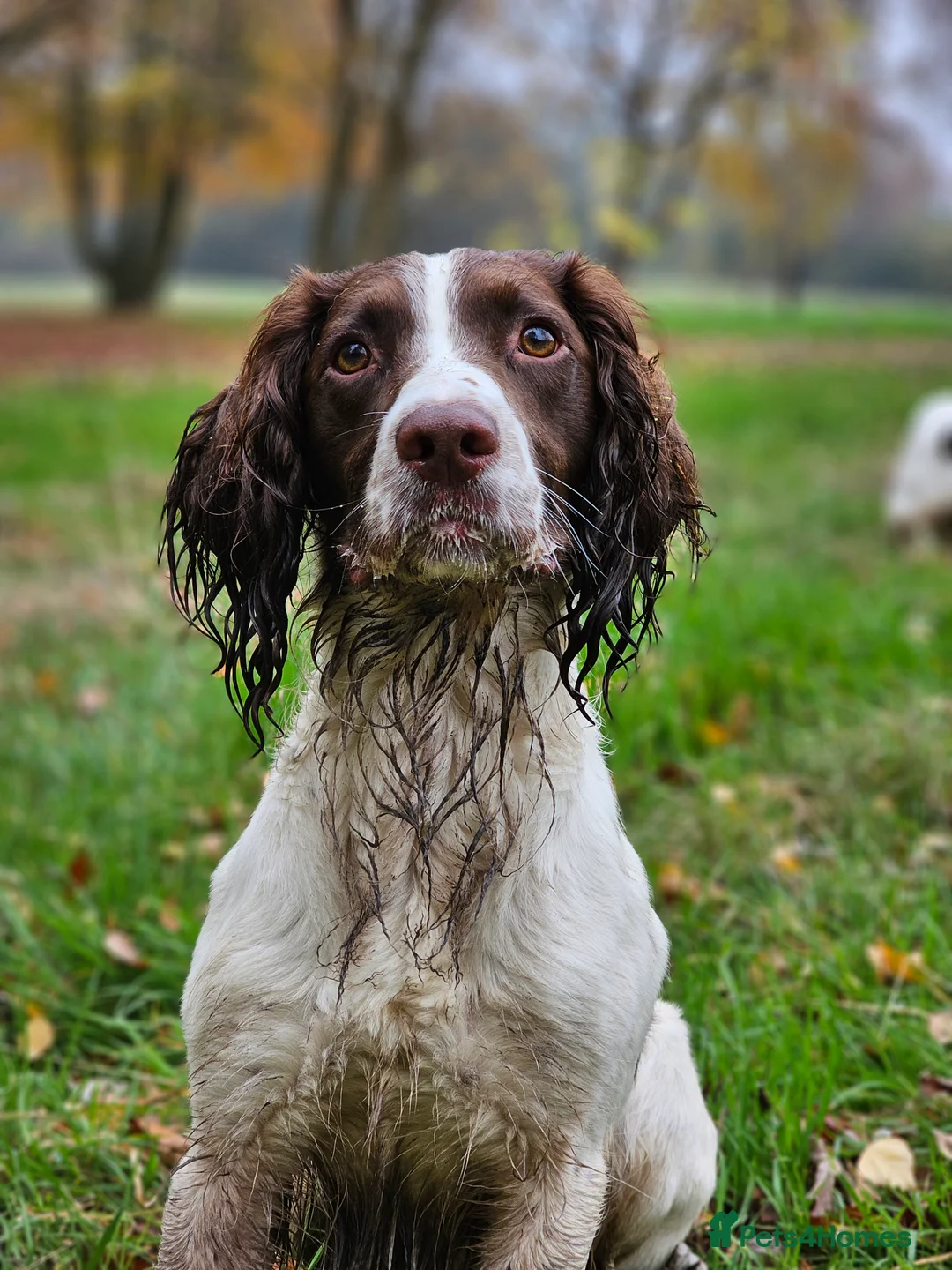 English Springer Spaniel dogs for stud: English Springer Spaniel Stud in Derby - Advert 20