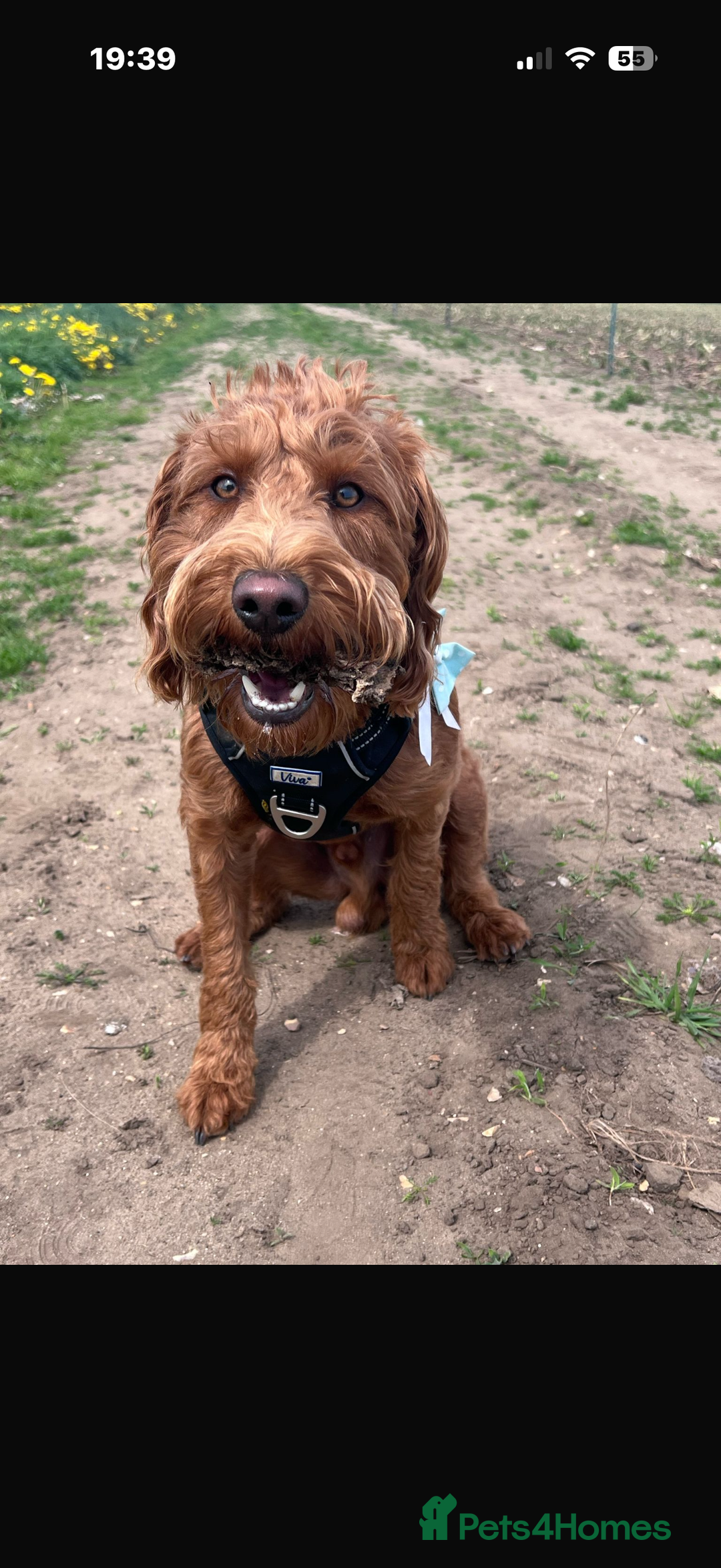 Labradoodle dogs for sale: Fox Red F1 Miniature Labradoodles  - Advert 21