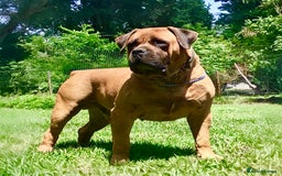 Mixed Breed dogs for sale: Cane Corso Boerboels - Image 7