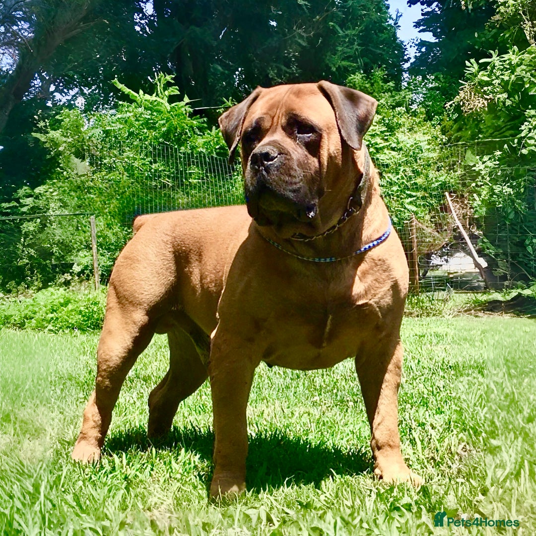 Mixed Breed dogs for sale: Cane Corso Boerboels - Image 7