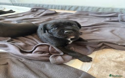 Cane Corso dogs for sale: Cane Corso pups - Image 21