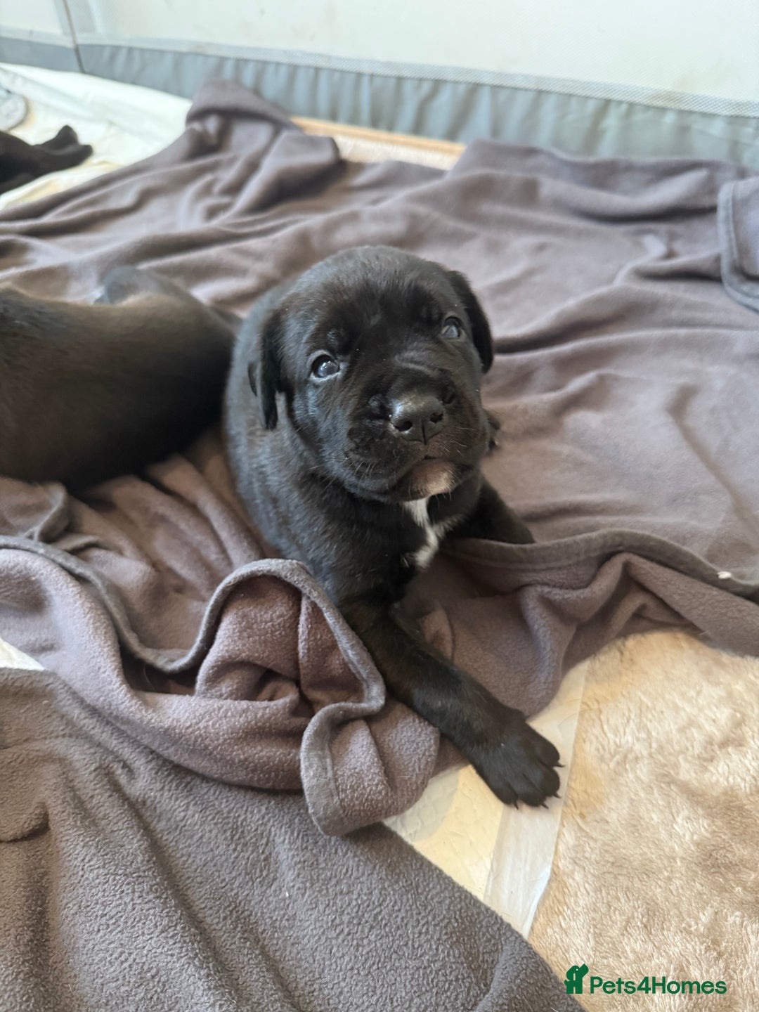 Cane Corso dogs for sale: Cane Corso pups - Image 21