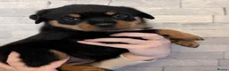 Rottweiler dogs for sale: Exceptional huge Rottweiler pups from amazing line - Advert 34