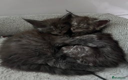 Maine Coon cats for sale: Reserve your dream kitten now - Image 1
