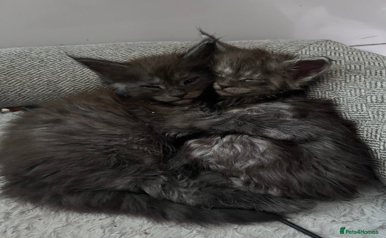 Maine Coon cats - Advert 2