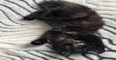 Maine Coon cats - Advert 2