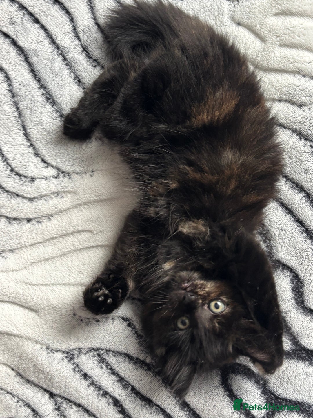 Maine Coon cats for sale: Unique 1/2 Maine Coone Kittens x 4  - Image 10