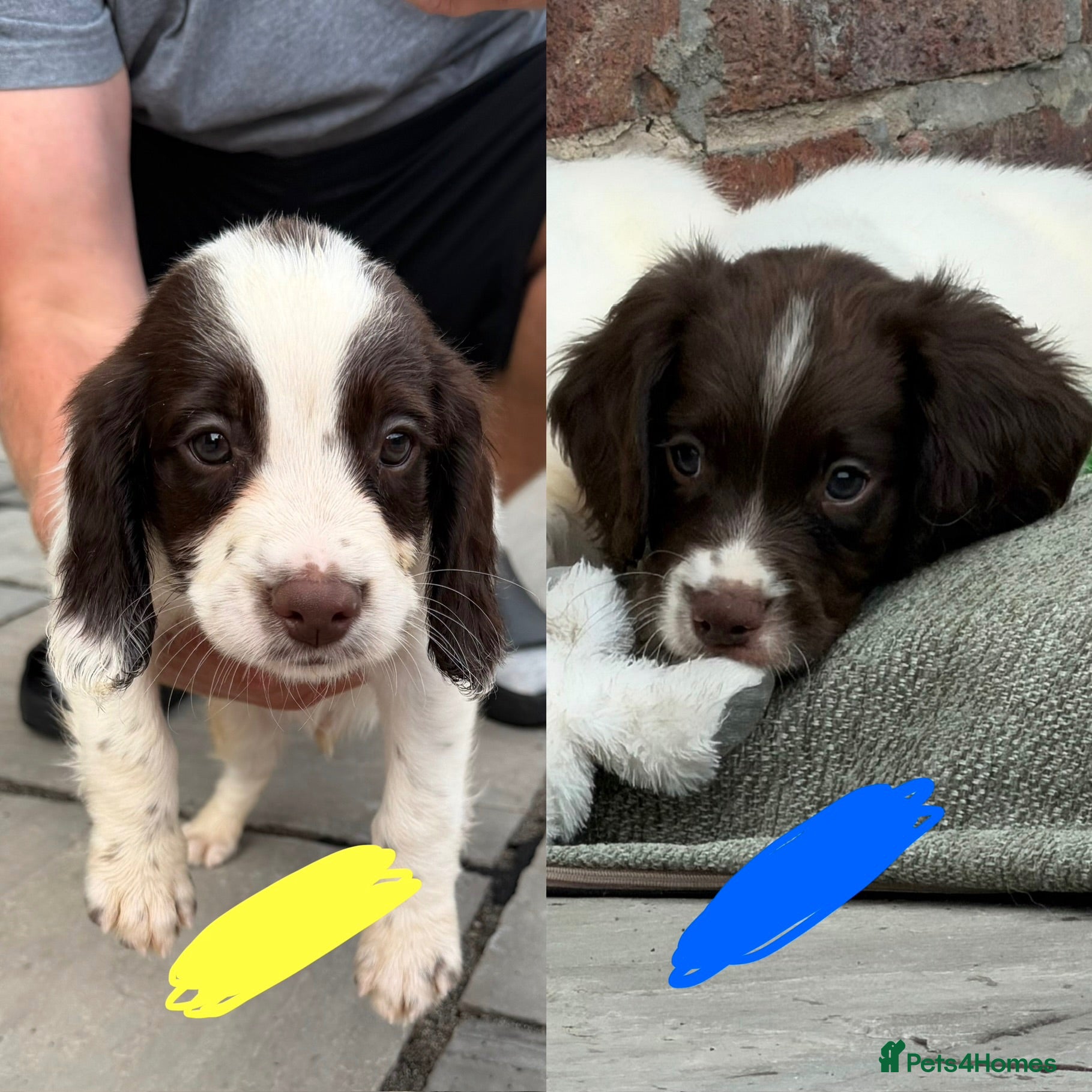 English Springer Spaniel dogs *Ready Sat 8th Aug* English Springer Spaniels - Advert 1