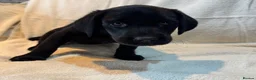 Labrador Retriever dogs for sale: Labrador pup - Advert 4