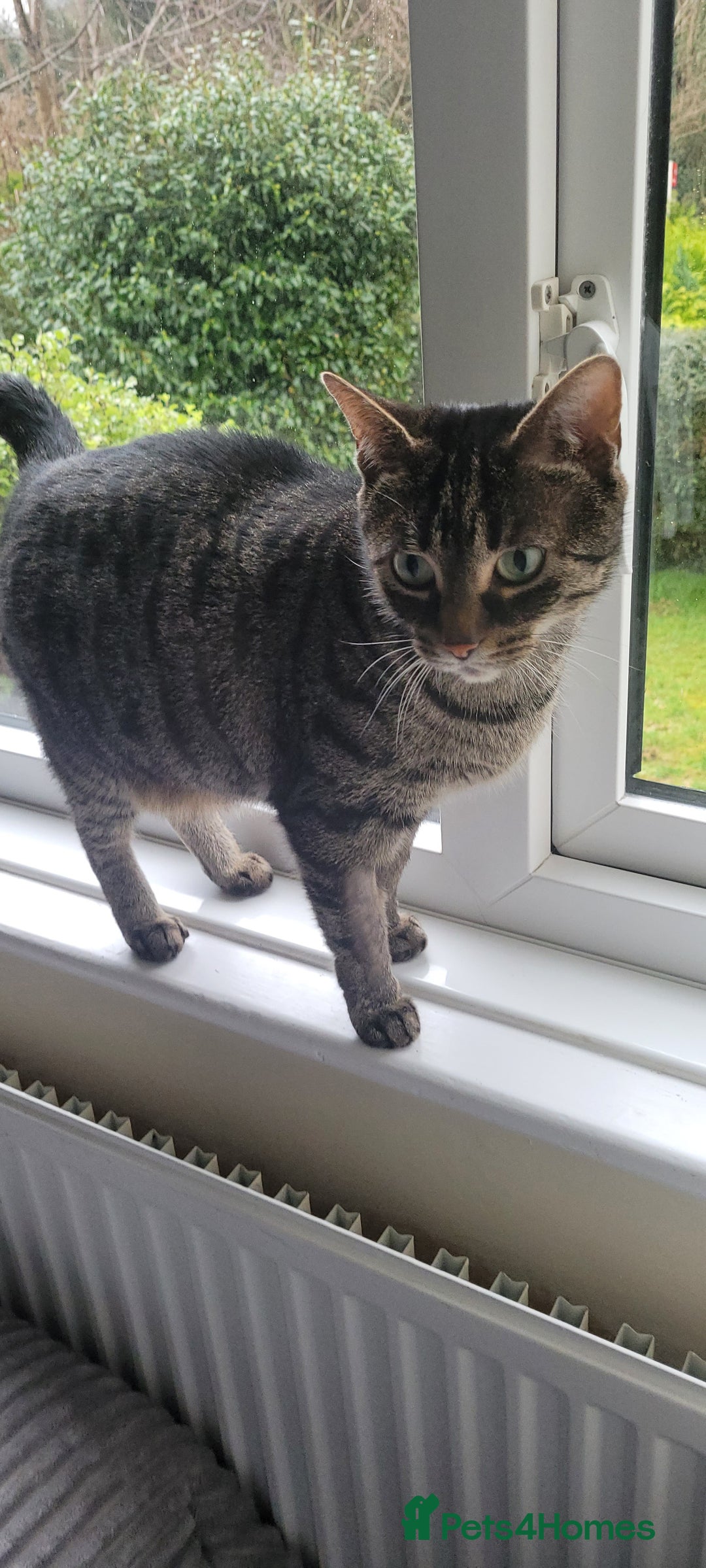 Domestic Shorthair cats for sale: Boy and girl adorable playful kittenns - Advert 10