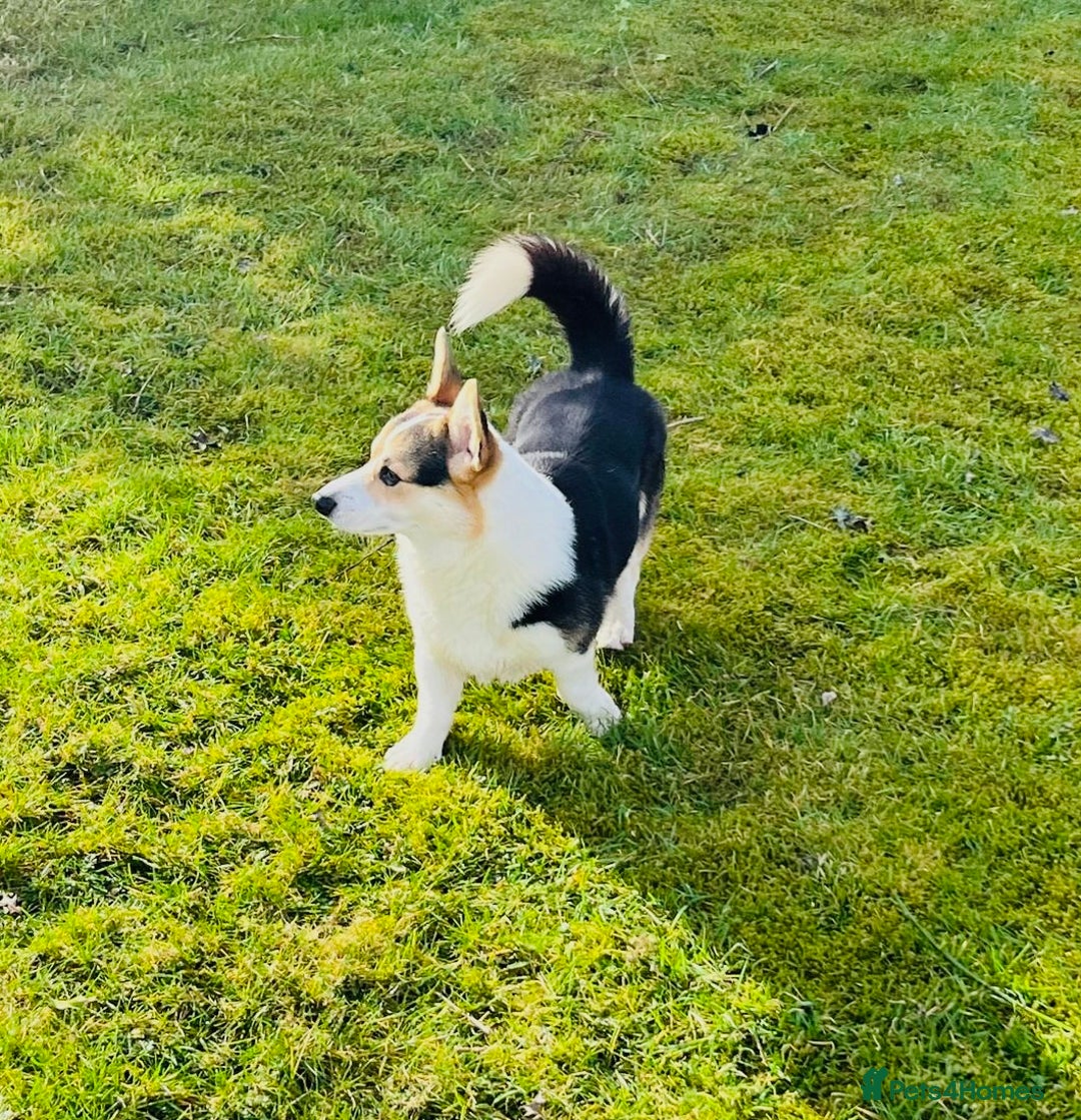 Welsh Corgi Pembroke dogs for sale: 2 Tri/KC girls from health tested parents - Image 11