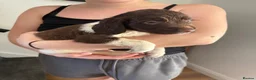 English Springer Spaniel dogs for sale: 🐶 KC REG BOY, READY NOW 🐶  - Advert 5