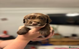 Sprocker dogs for sale: Sprocker puppies - Image 5