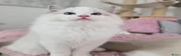 Ragdoll cats for sale: ✨️Champion European lines. Tica registered - Advert 5