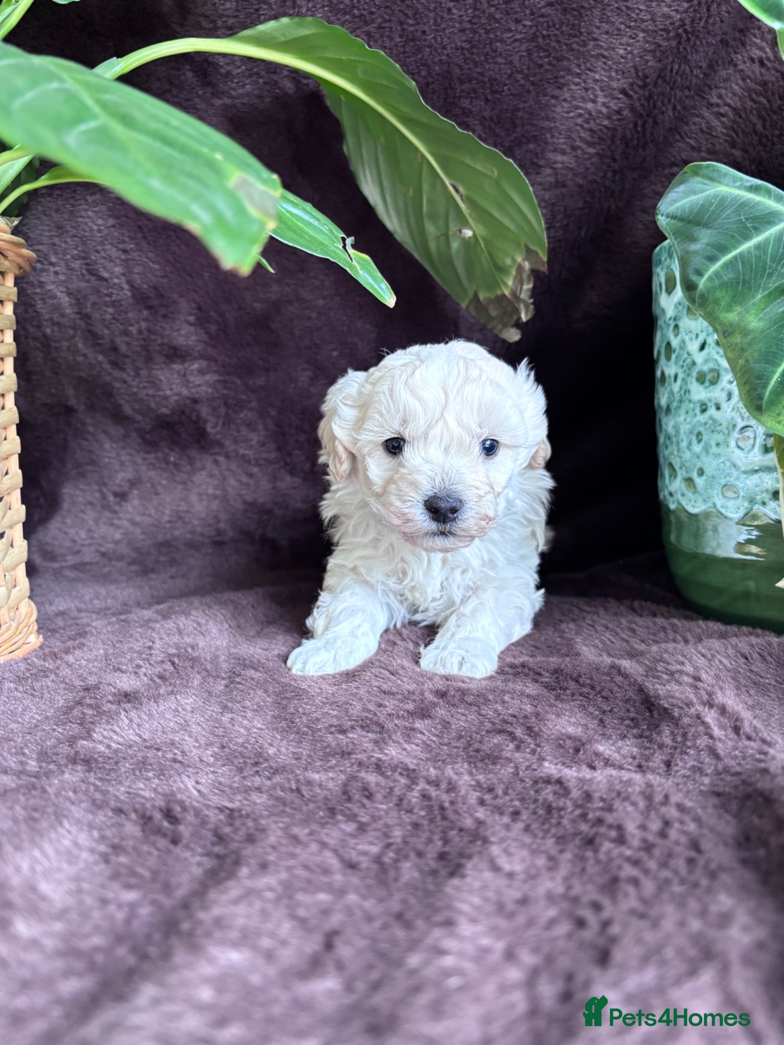 Maltipoo dogs Outstanding Health tested F1 maltipoo - Advert 3