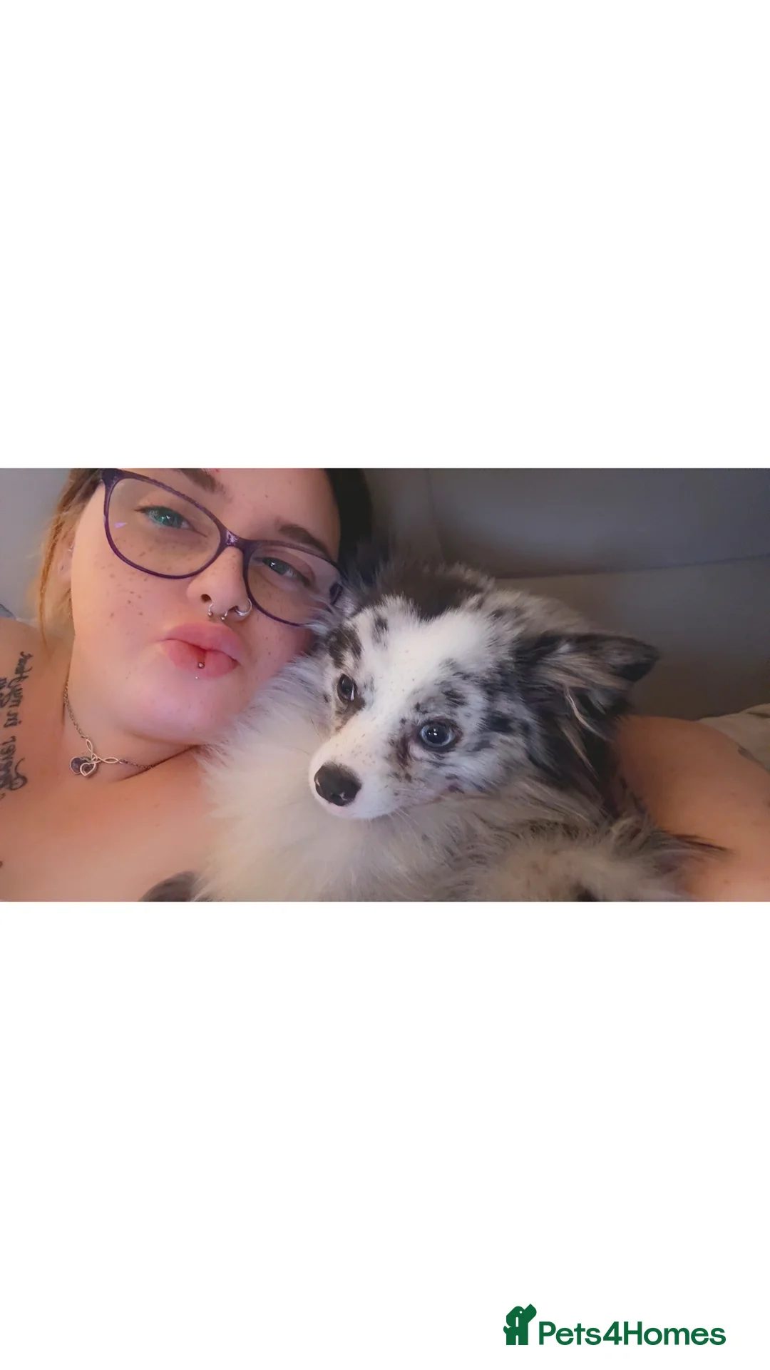 Pomchi dogs for sale: Pomchi for Sale - Advert 2