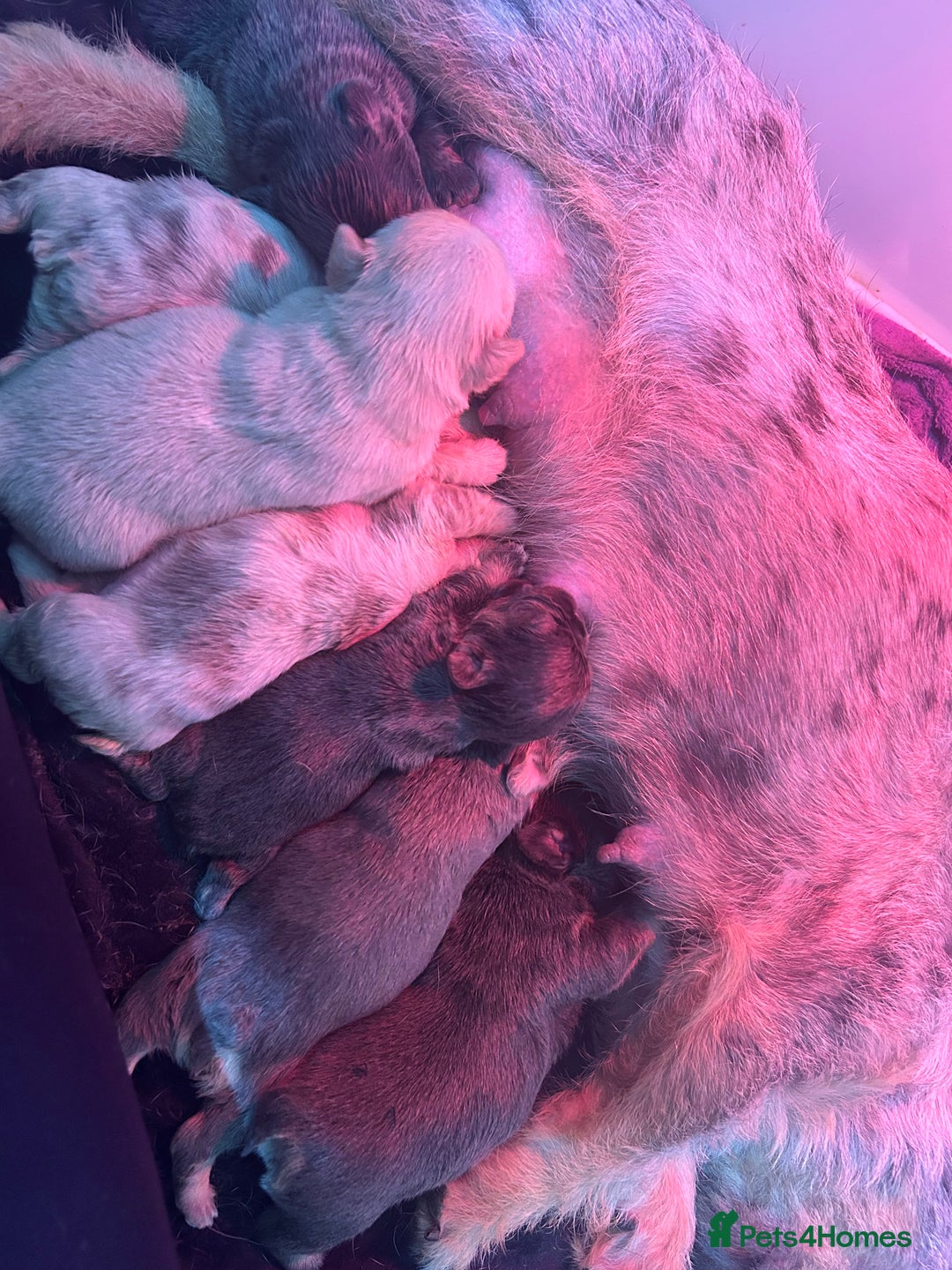 French Bulldog dogs for sale: Stunning full fluffy female - Advert 4