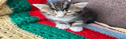 Mixed Breed cats for sale: Adorable Bengal x Shorthair Kittens - Advert 14