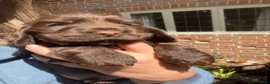 Cocker Spaniel 1