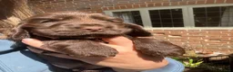 Cocker Spaniel dogs for sale: One Chocolate boy left KC Show Cocker Spaniel in Swindon - Advert 5