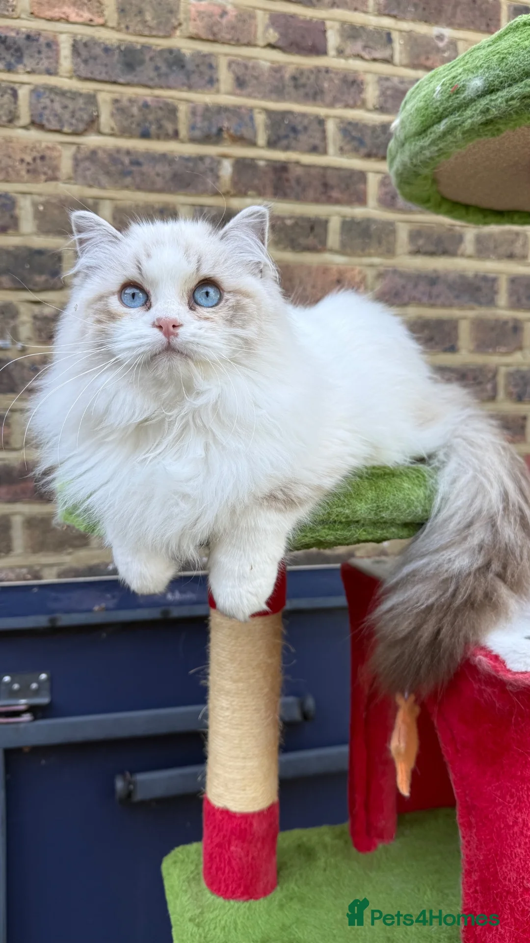 Ragdoll cats for sale: TICA registered Beautiful EU Ragdoll!  - Advert 2