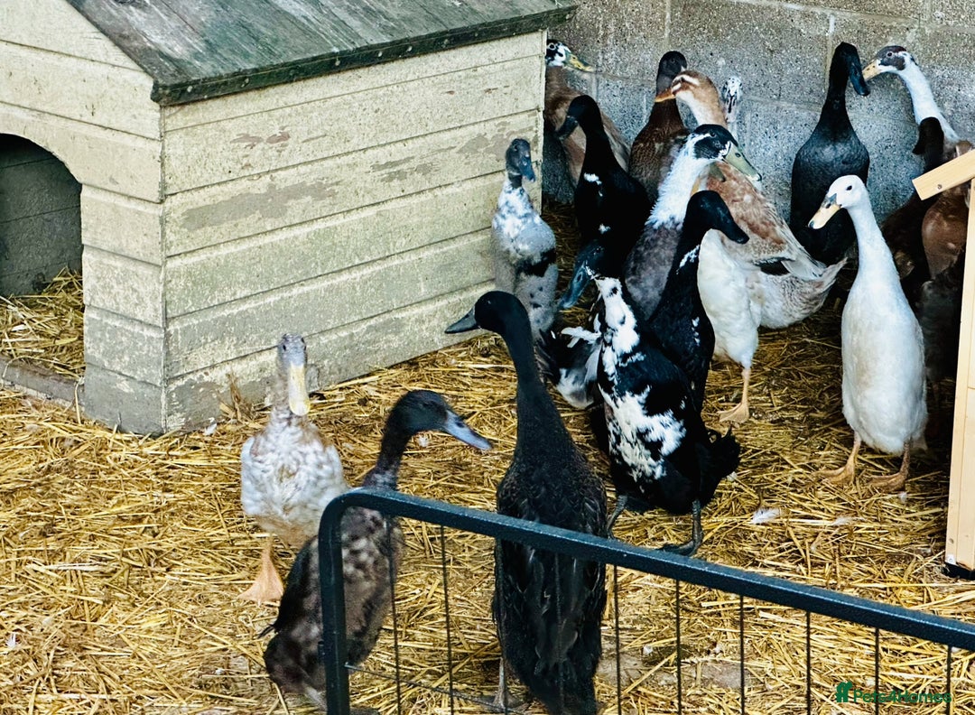 Ducks poultry for sale: Indian Runner Ducks - READY NOW - Advert 2