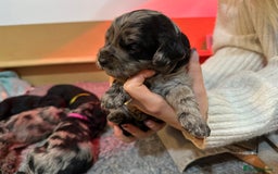 Cavapoo dogs for sale: Gorgeous Rare-Colouring Cavapoo Puppies - Image 6