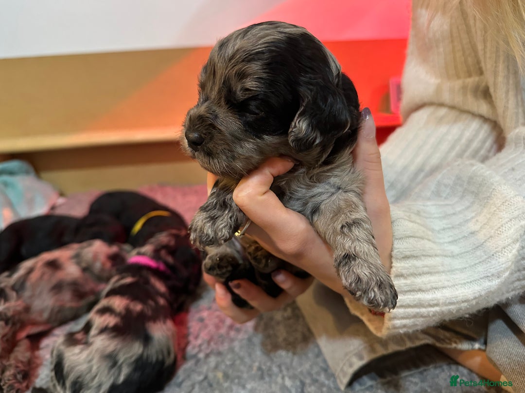 Cavapoo dogs for sale: Gorgeous Rare-Colouring Cavapoo Puppies - Image 6