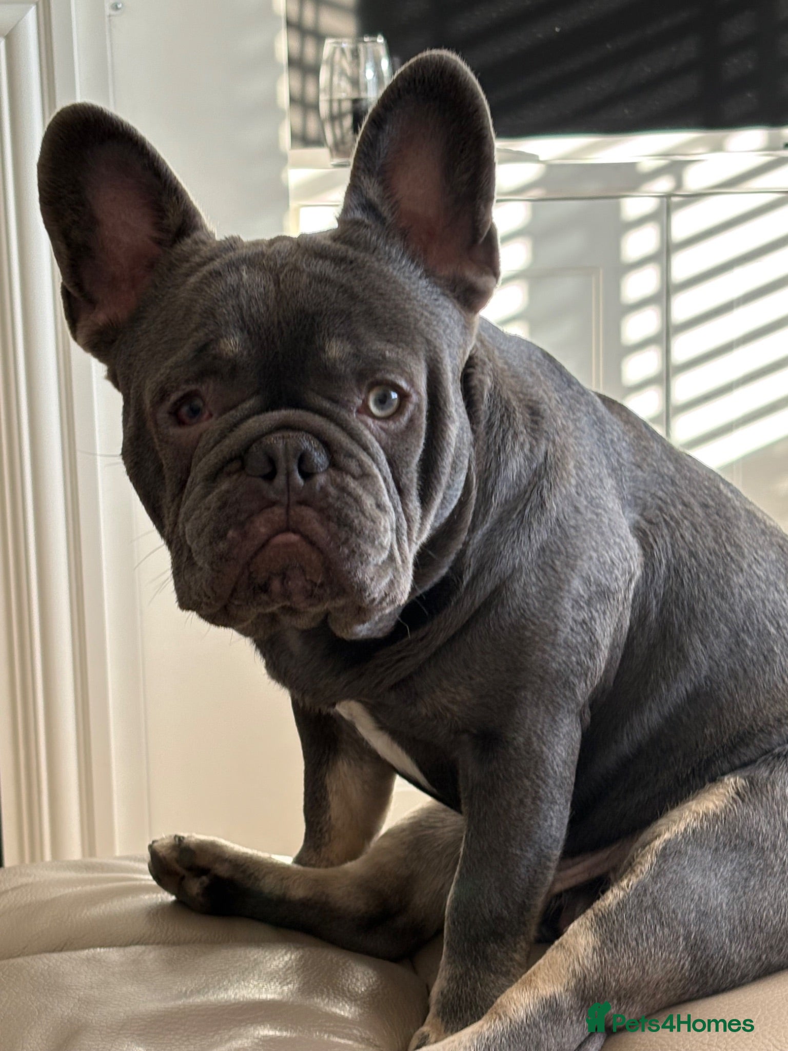 French Bulldog dogs French bulldog  - Advert 3