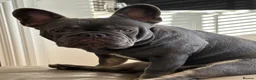 French Bulldog dogs for sale: French bulldog  - Advert 1